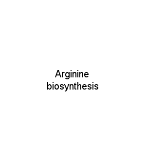 Arginine biosynthesis